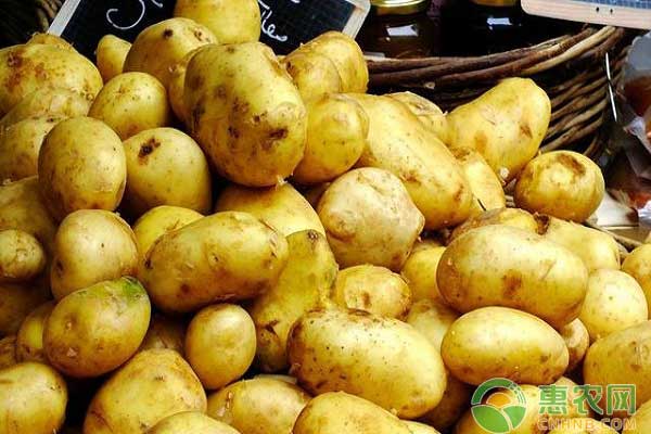 山东土豆价格最新行情回顾与洞察，深度解析最新市场动态