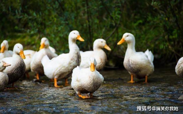 鸭子的行情,鸭子的行情，全面了解与把握鸭子市场趋势的步骤指南